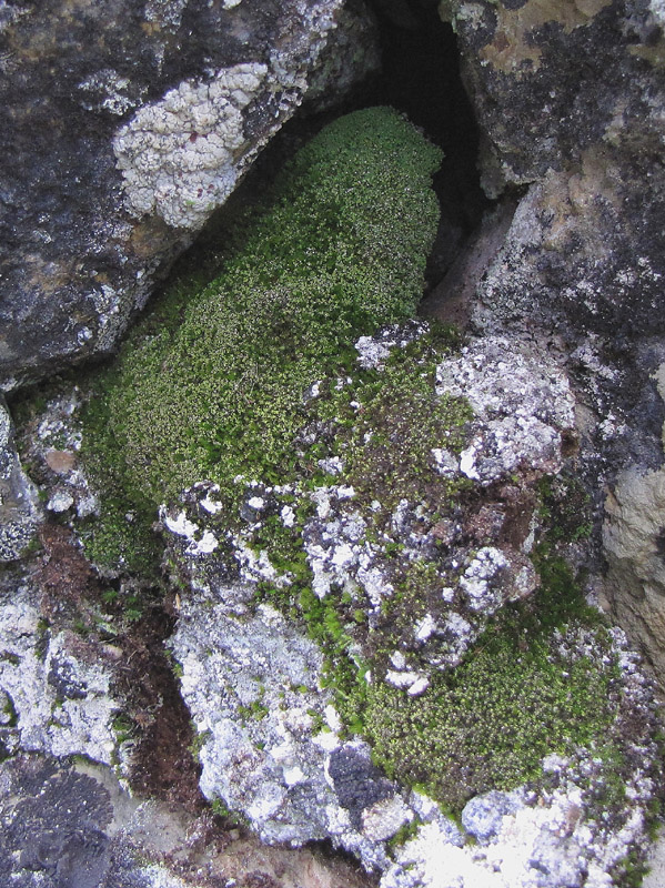 Lophozia wenzelii